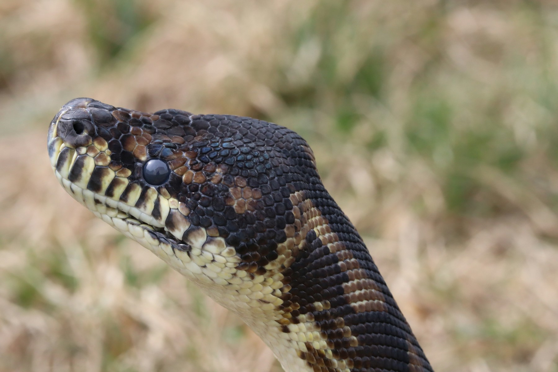 Primo piano di un serpente reale con squame dettagliate